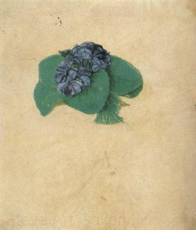 Albrecht Durer A Nosegay of Violets Norge oil painting art
